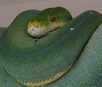 Python vert, sorong